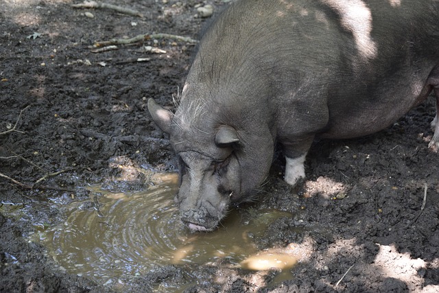 队中的主力 队中的主力