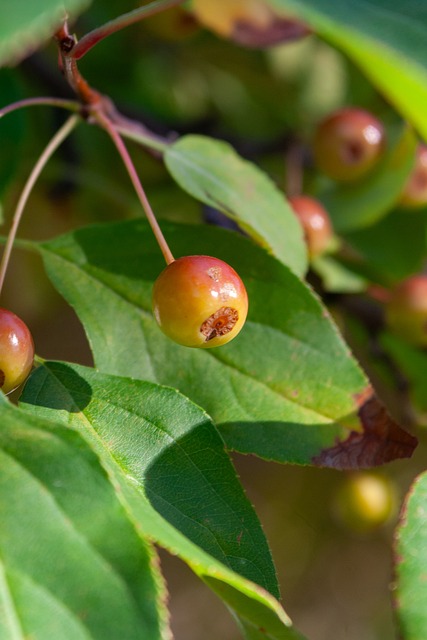 马丁内利和 马丁内利和